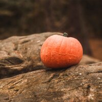 IBB 3D Ziel Herbstset Sommerzapfen