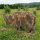 3D Ethafoam Target Woolly Rhinoceros left looking [Freight Shipping]
