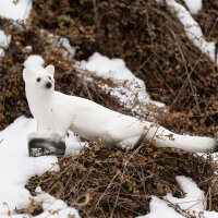 IBB 3D Target Weasel, walking in winter coat